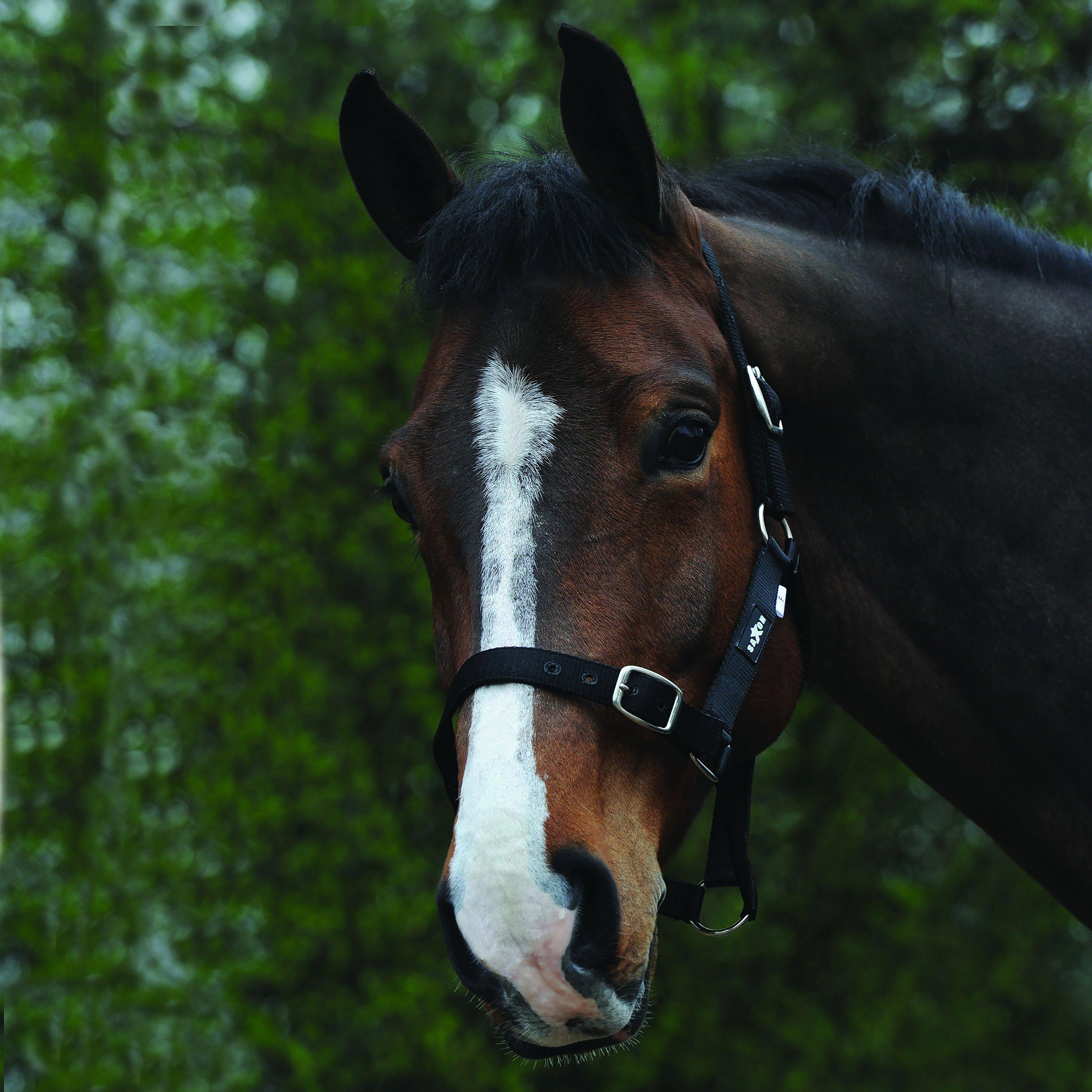 Economy Headcollar Black