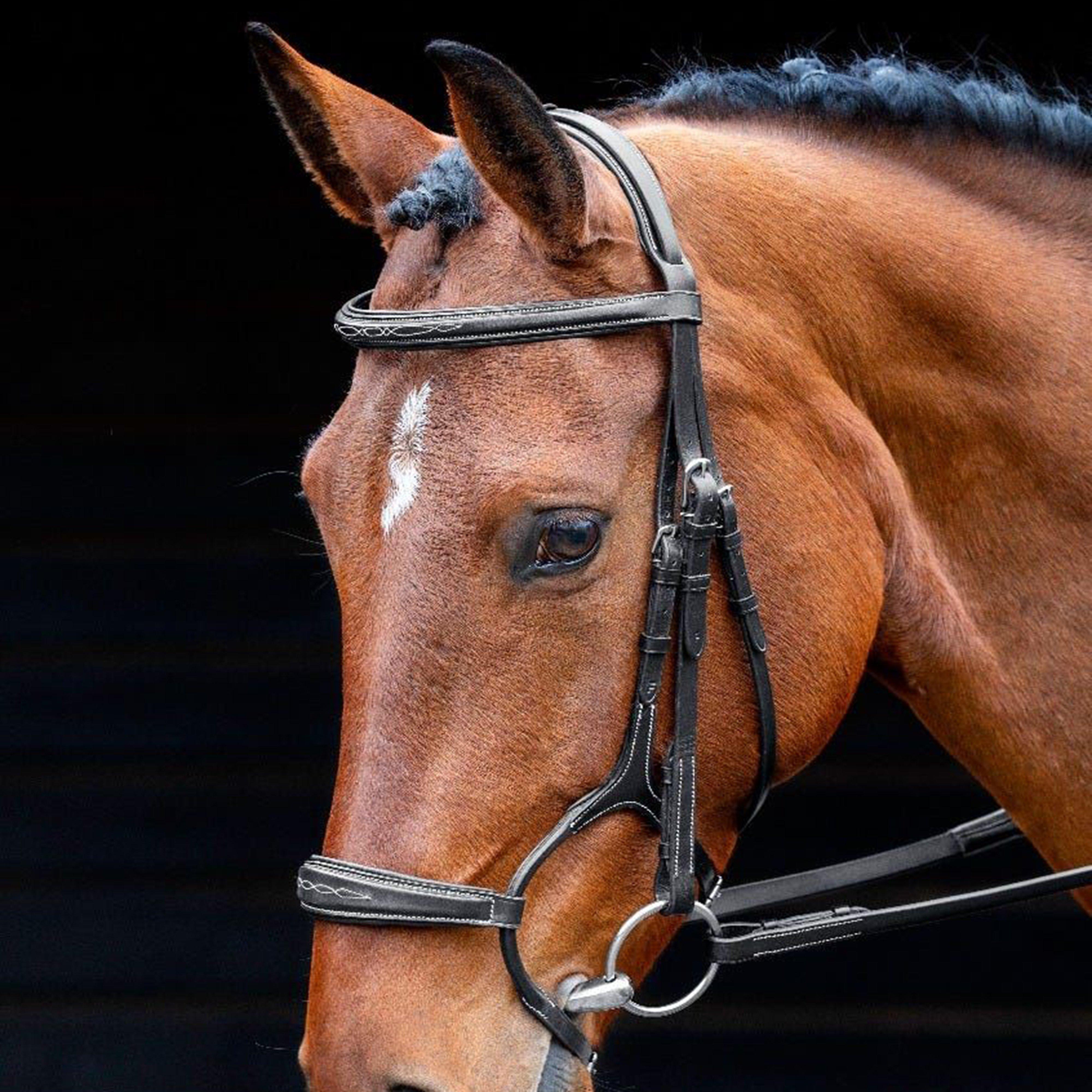 Brampton Bridle Black