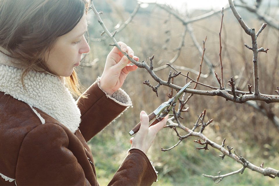 Image of a woman trimming branches.