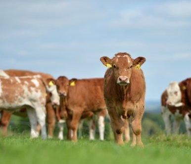 Beef insight