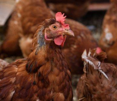 Chicken Insights