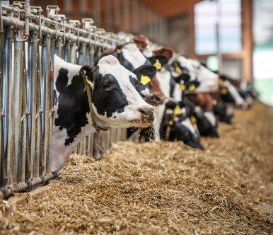 Dairy insight