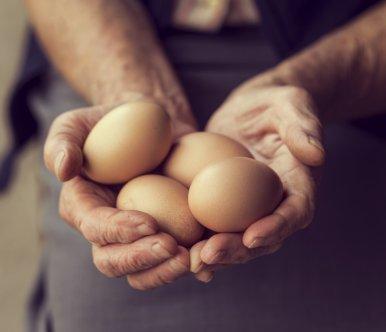Eggs insight