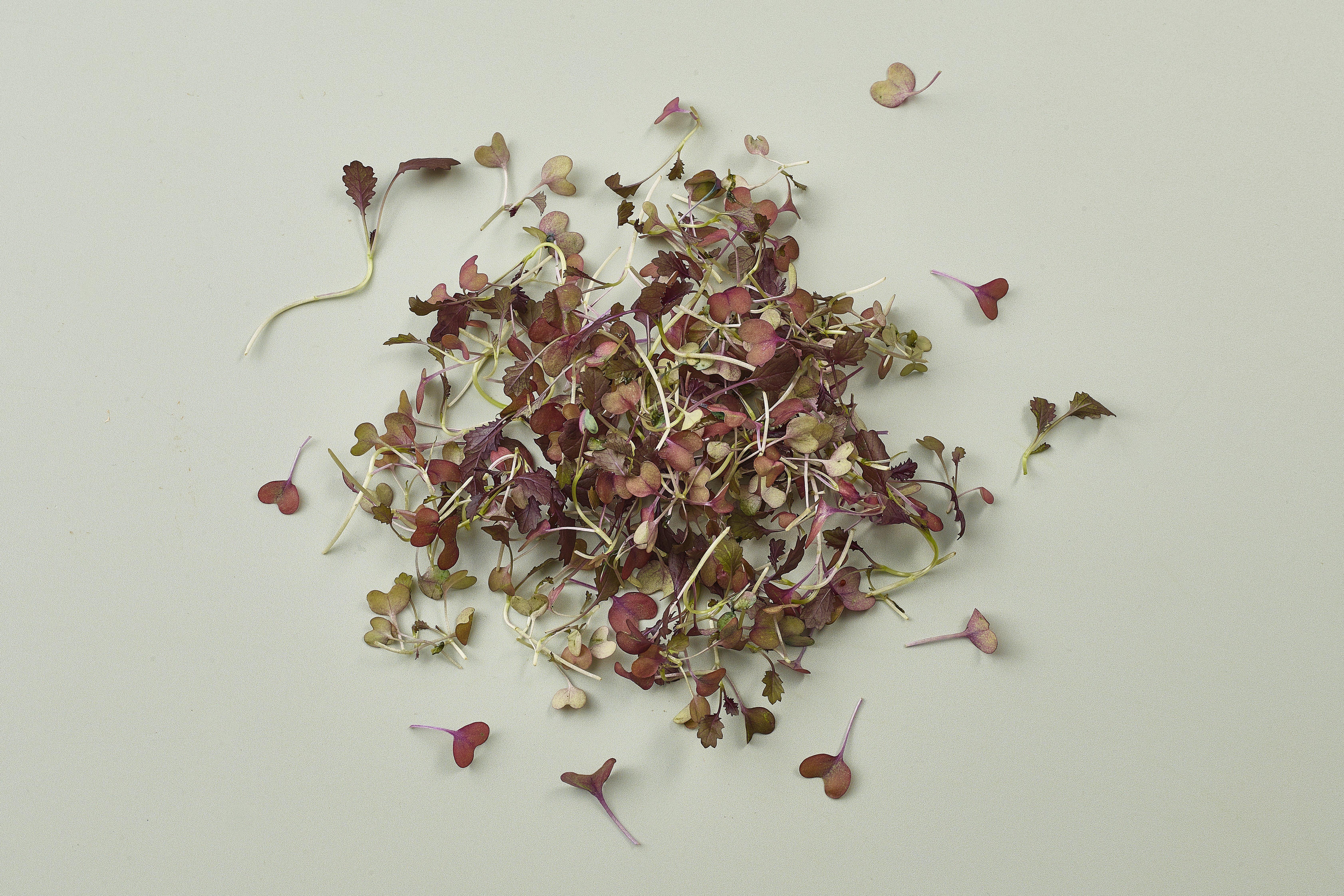 Micro Red Mustard Frills