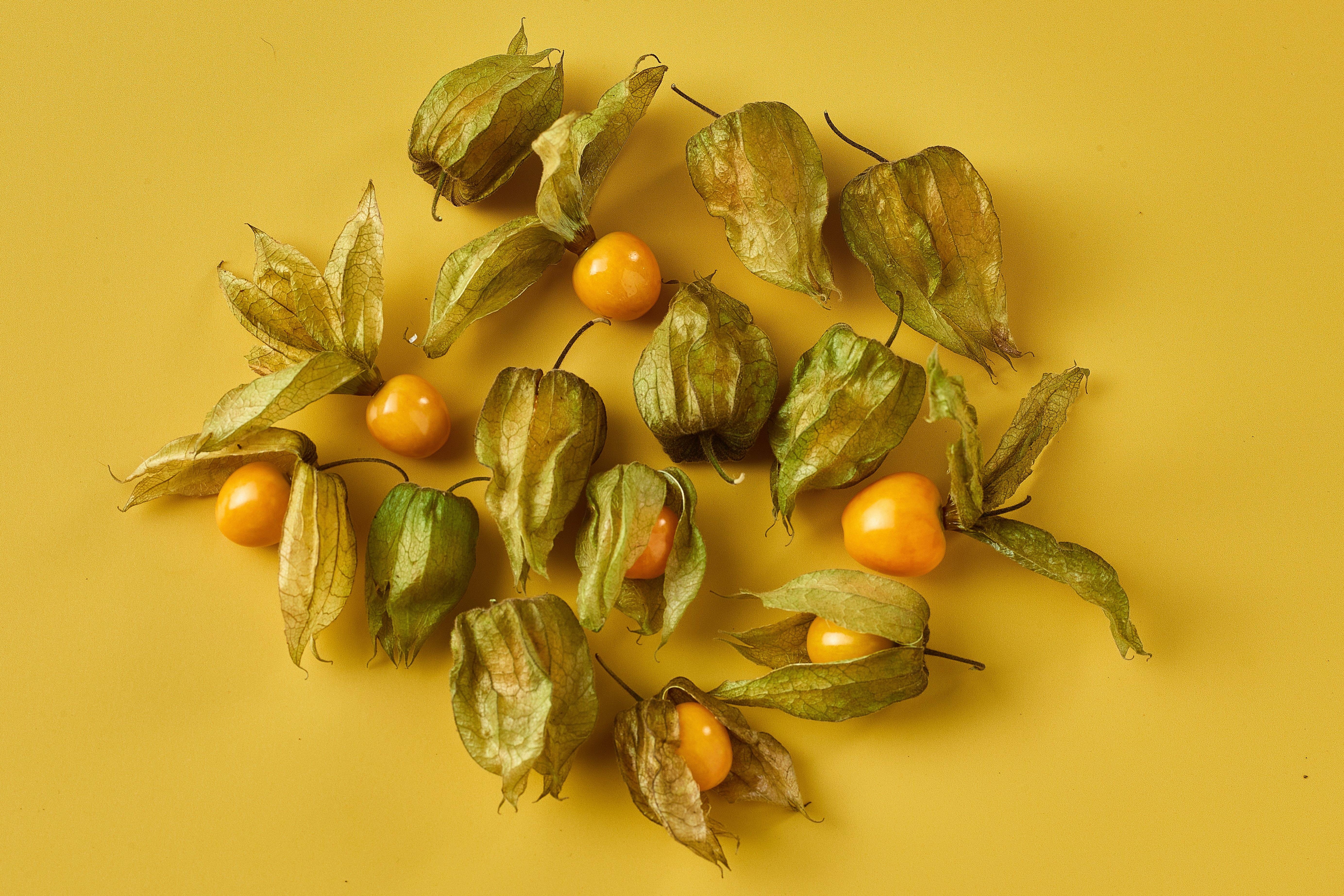 Physalis