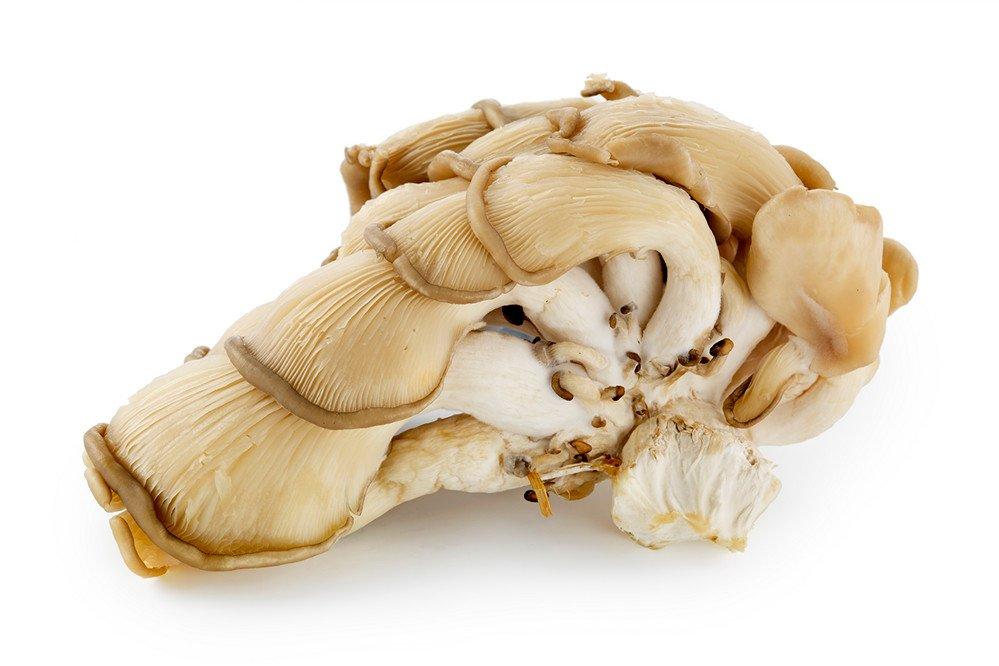 Grey Oyster Mushrooms