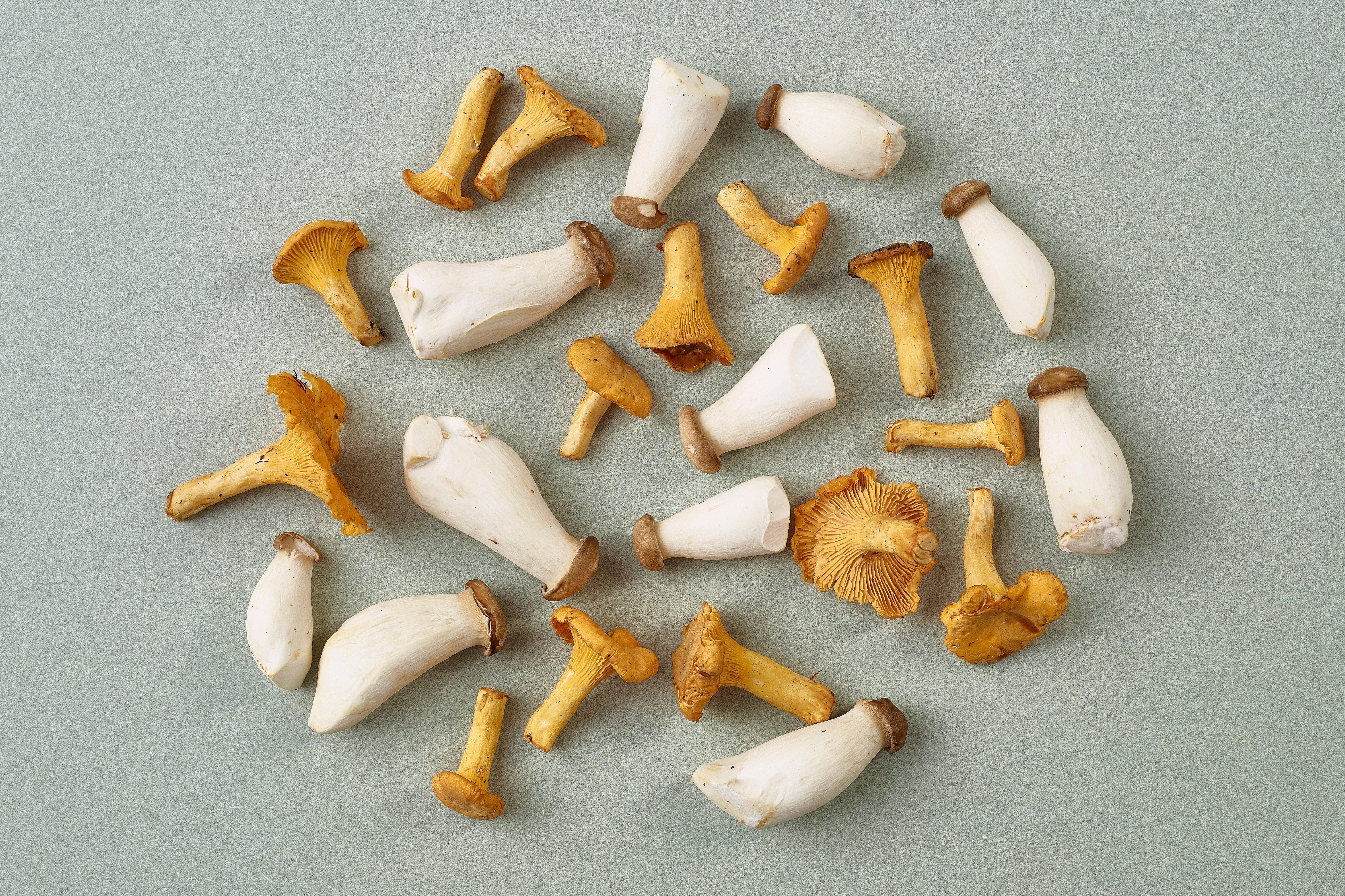 Wild Mushrooms