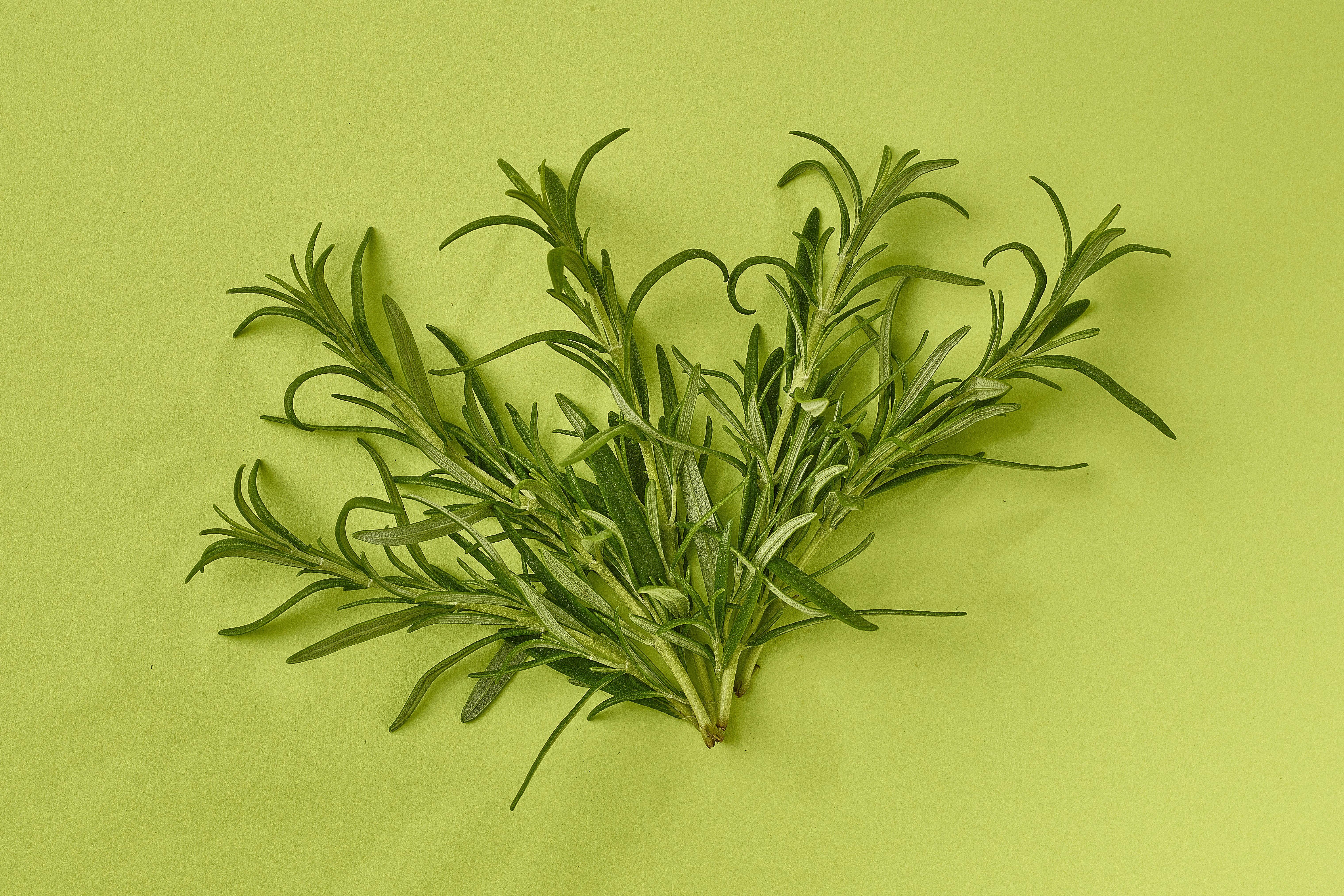 Rosemary