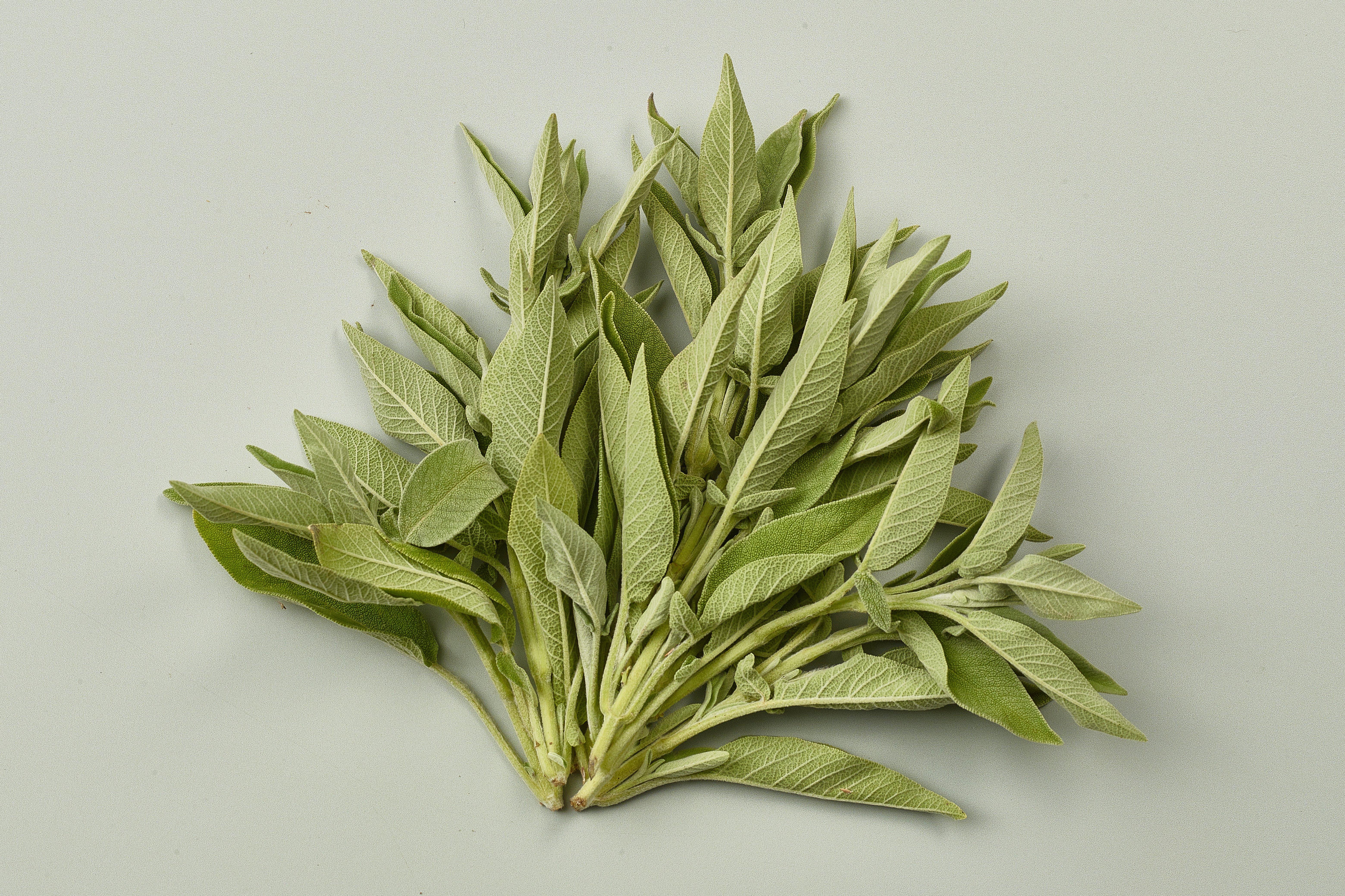 Herb Bunched Sage