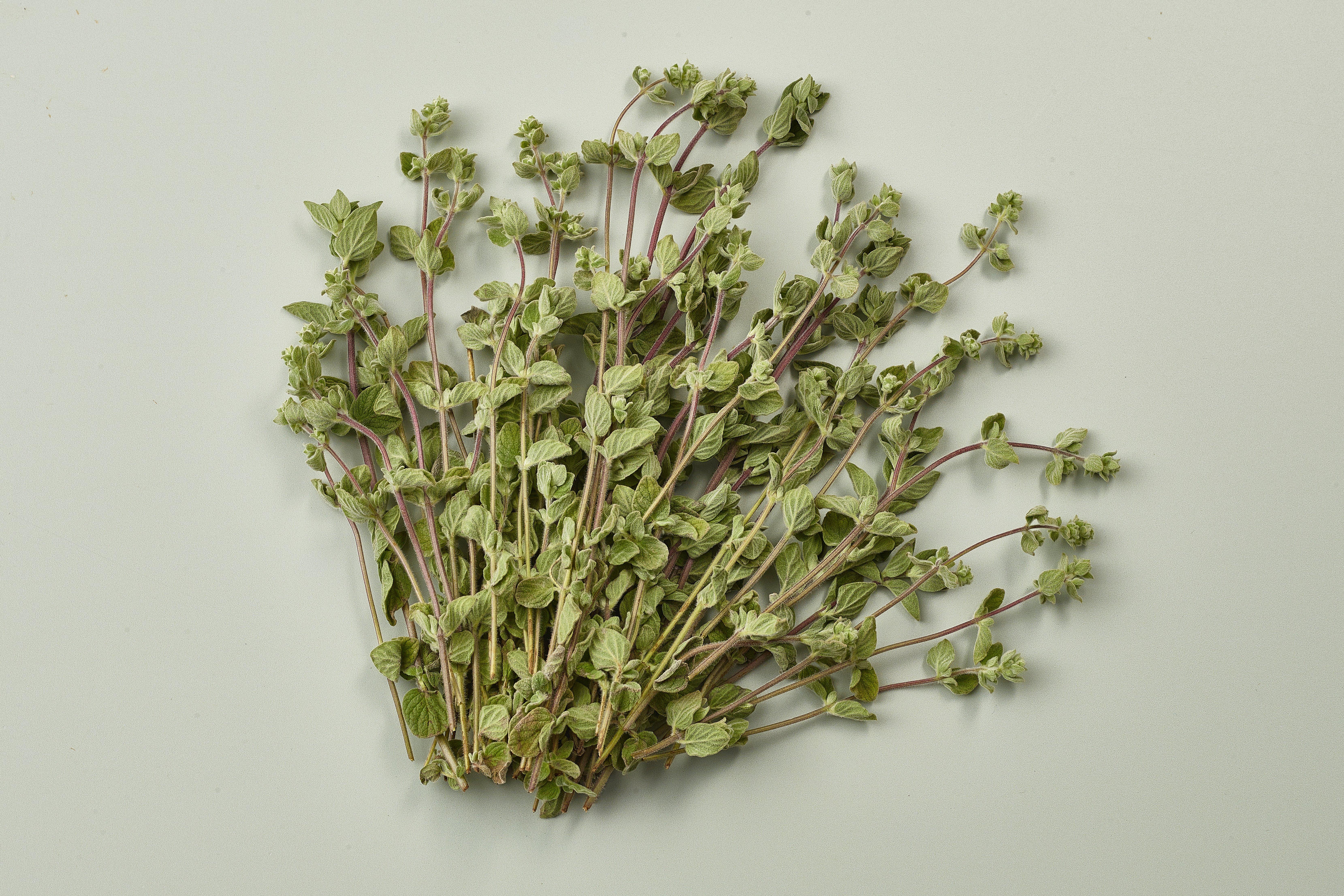 Herb Bunched Oregano