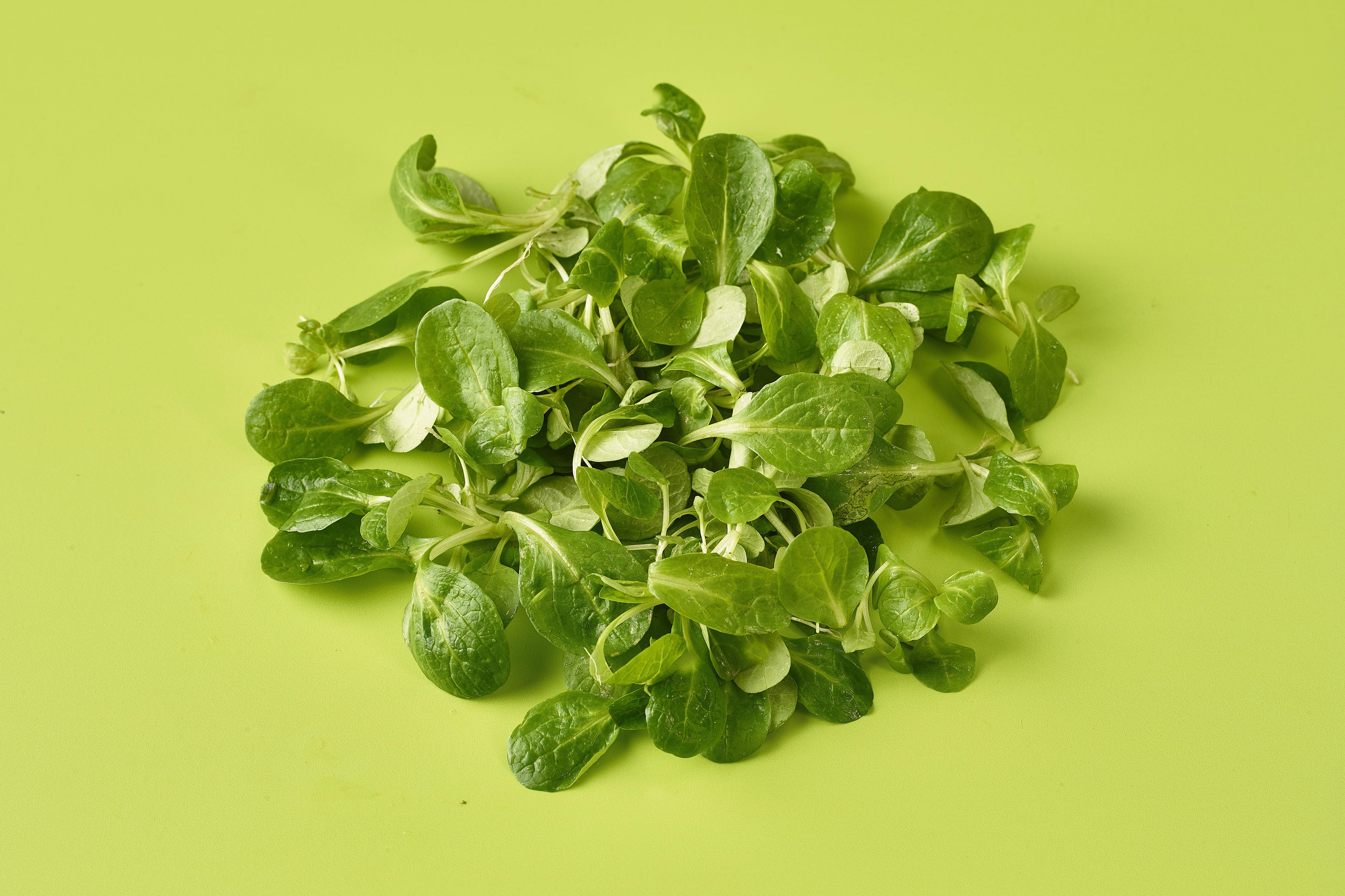 Lambs Lettuce