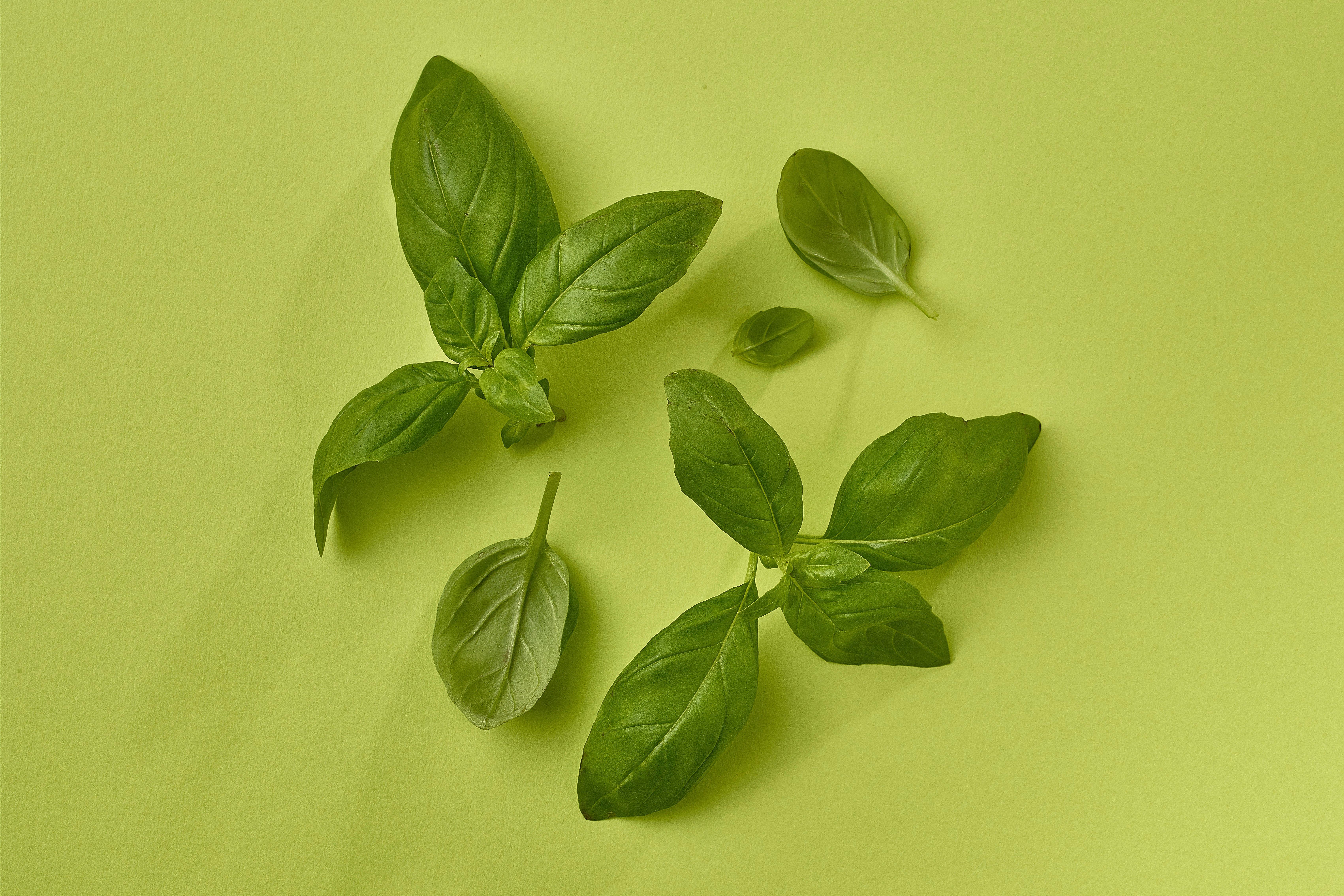Fresh Basil