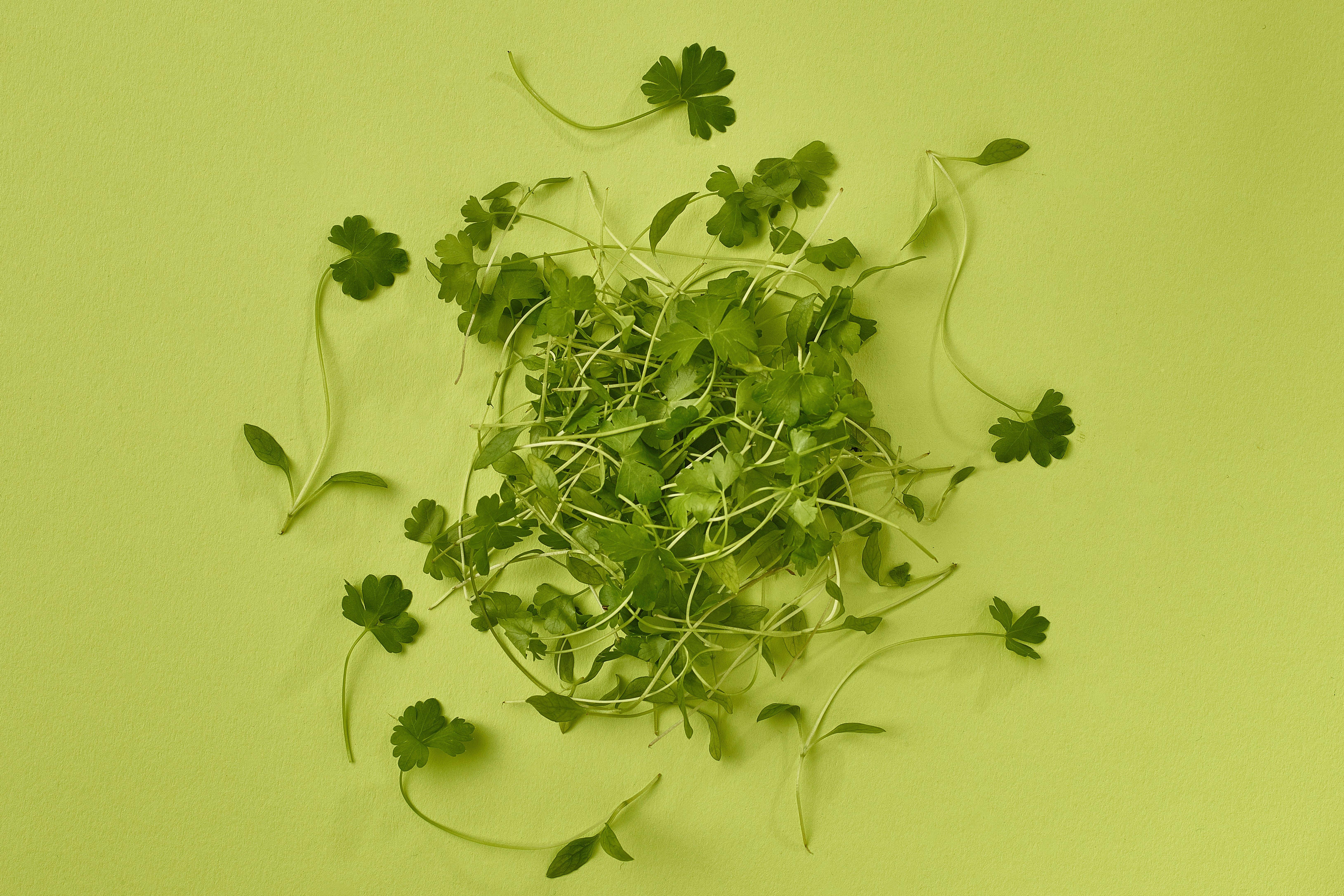 Herb Micro Parsley