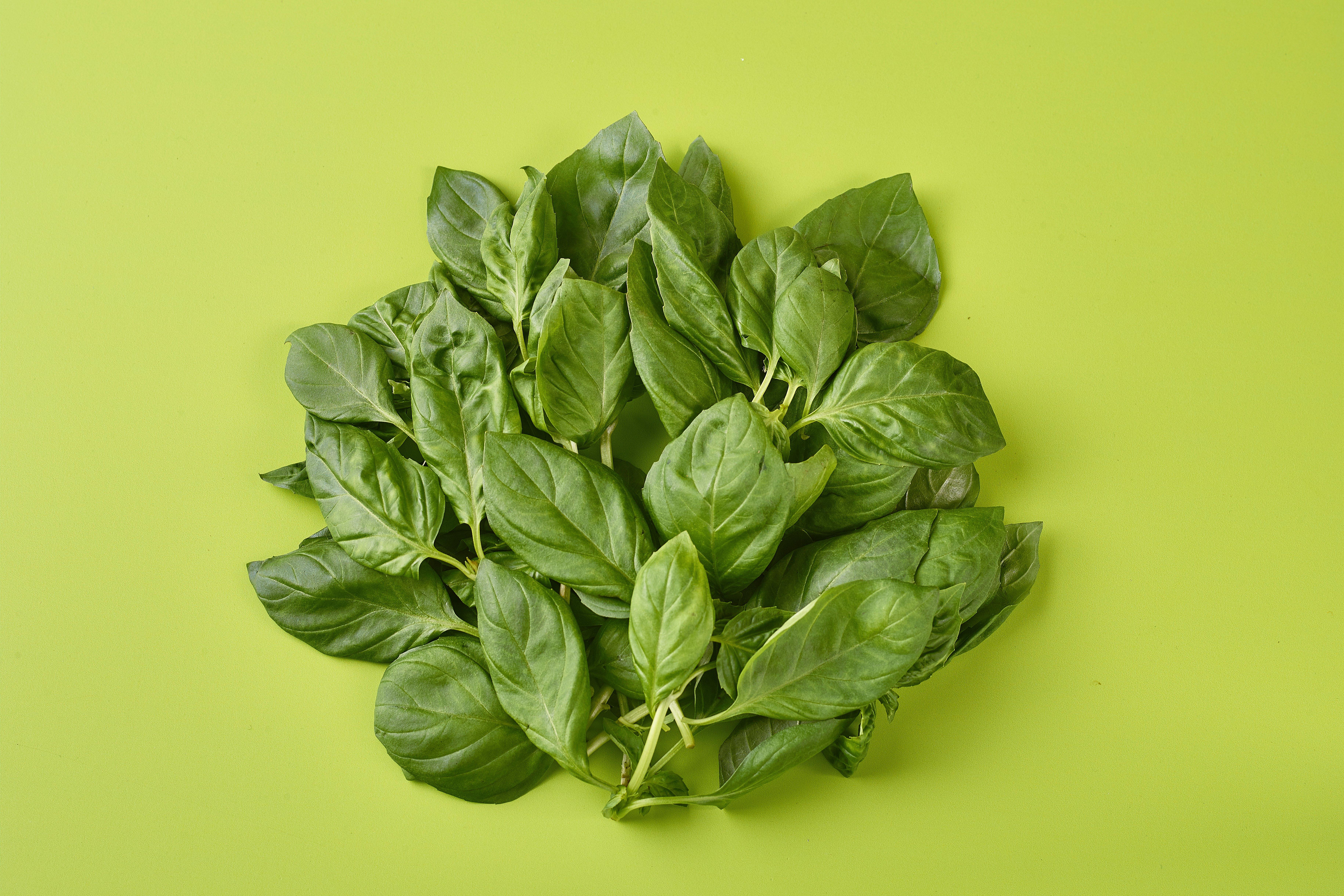 British Basil