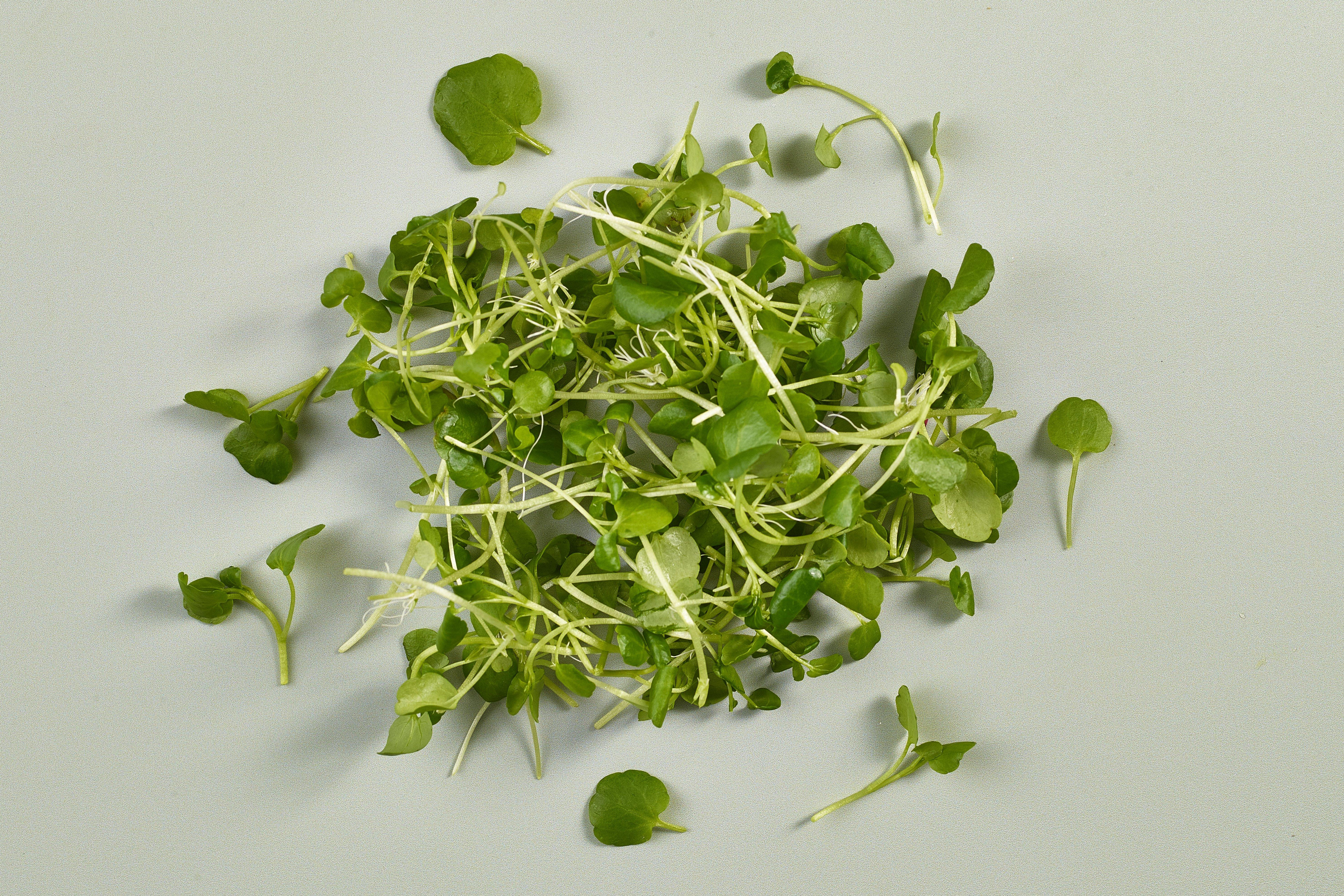 British Baby Watercress