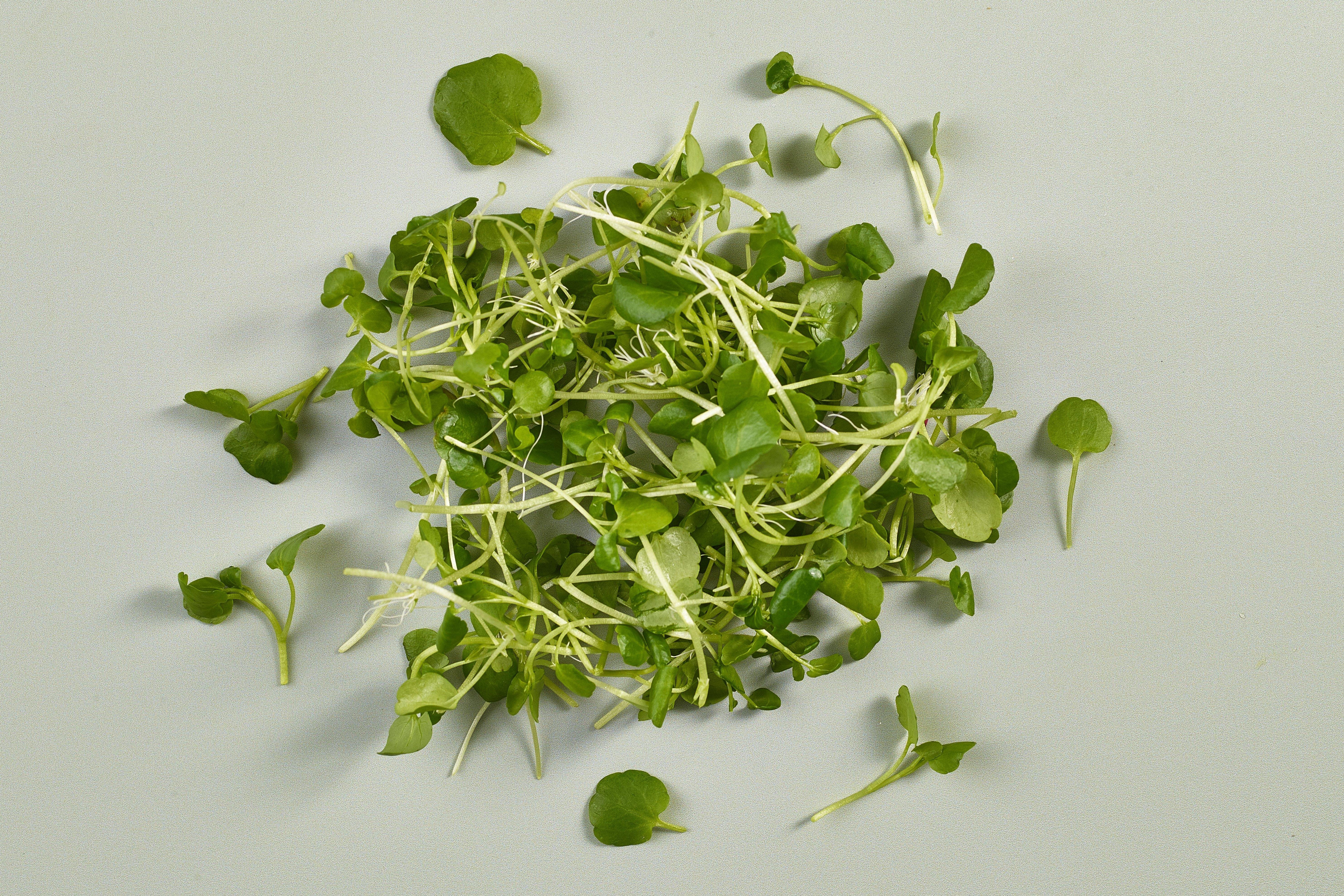 Micro Baby Watercress