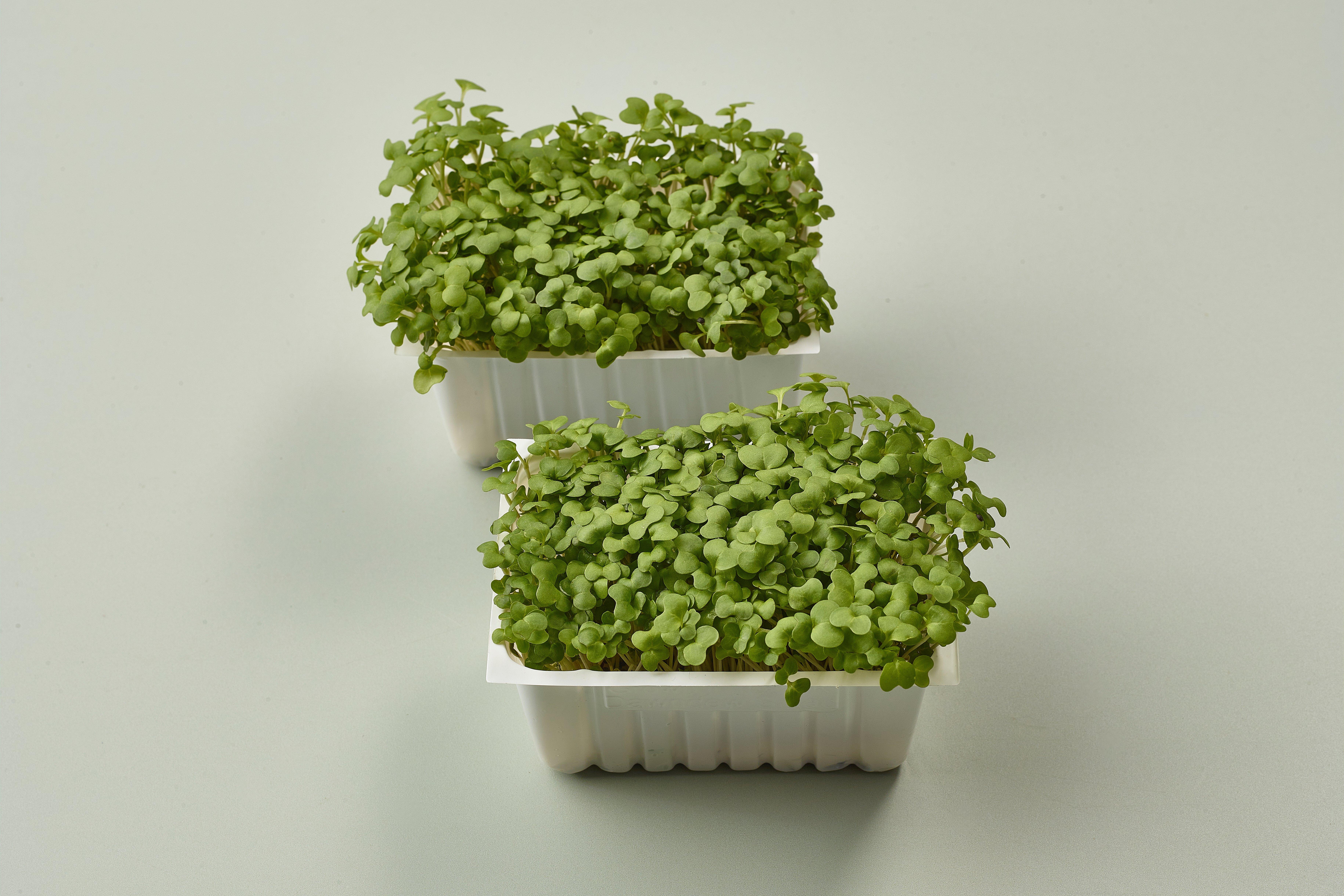 Catering Salad Cress