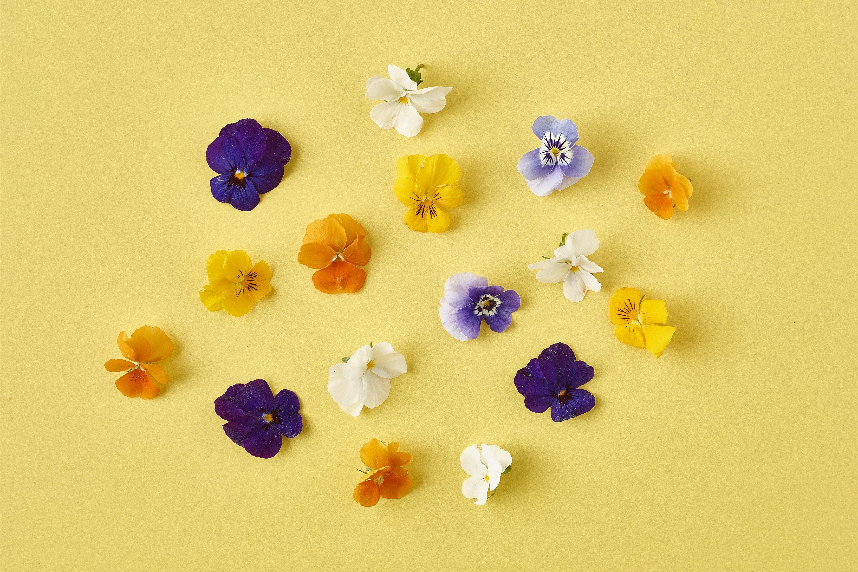 Viola Edible Flowers