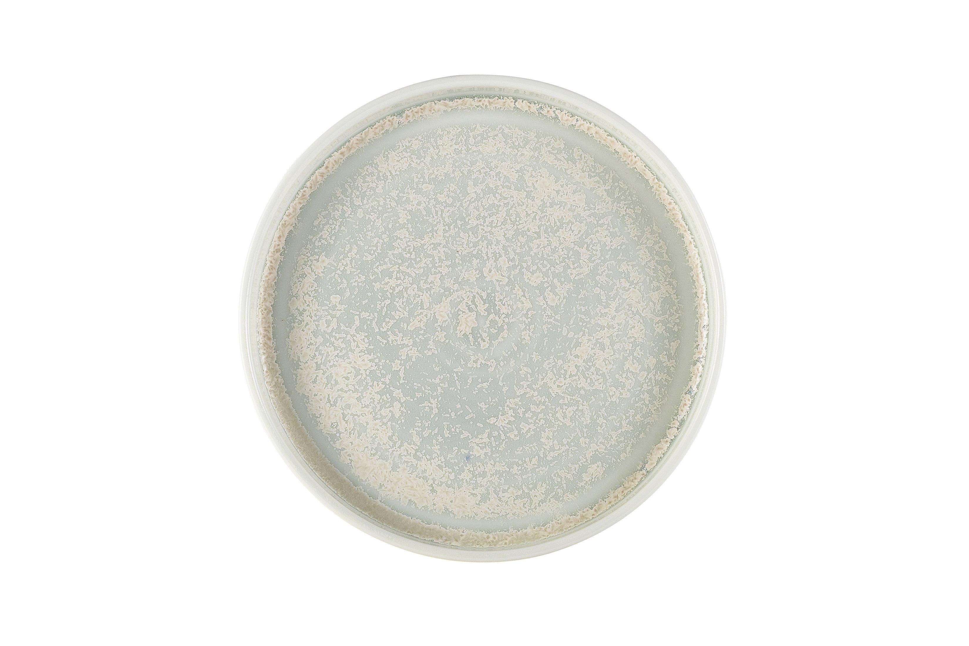 Terra Porcelain Pearl Presentation Plate 18cm