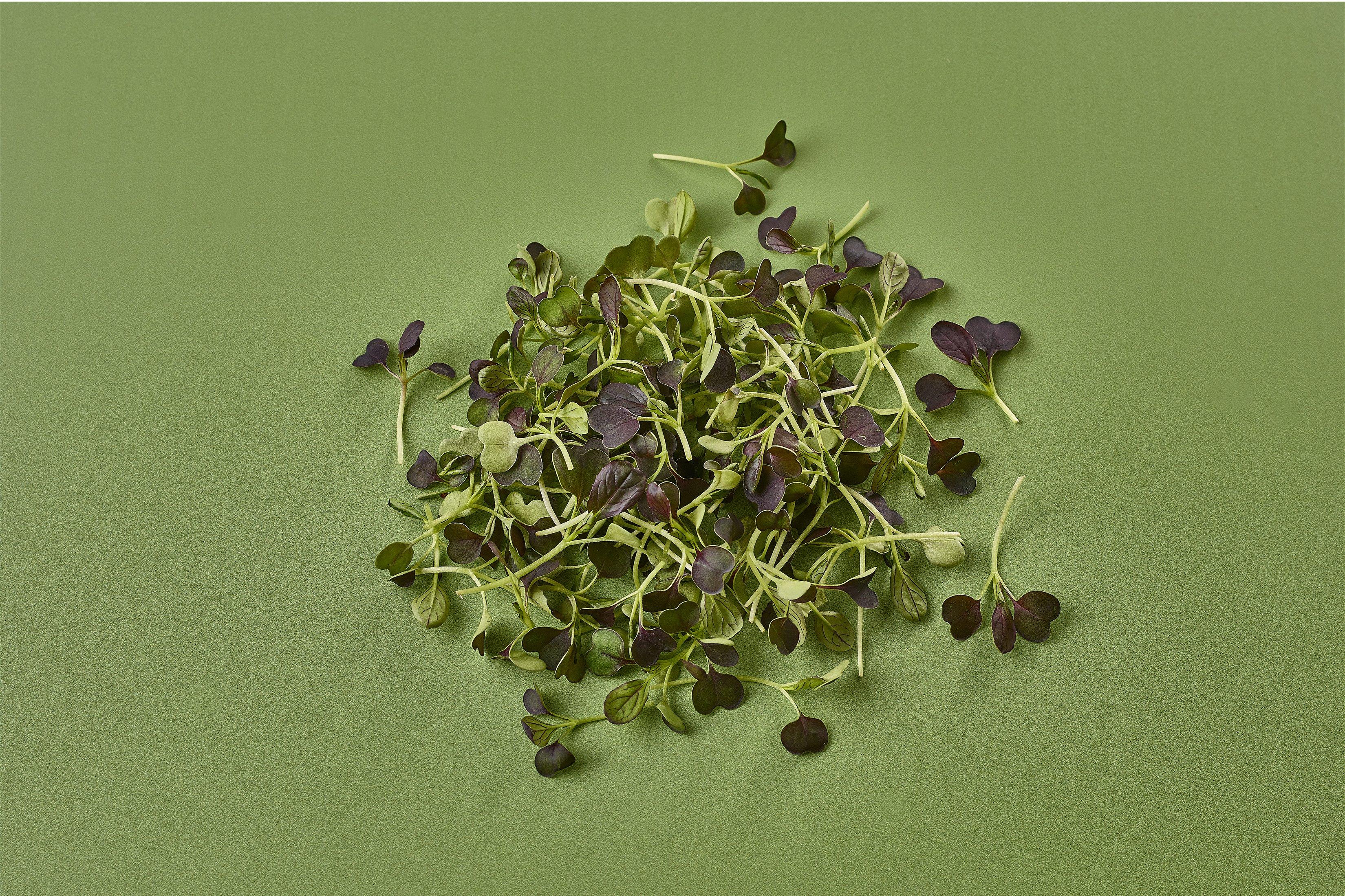 Micro Red Pak Choi Leaf