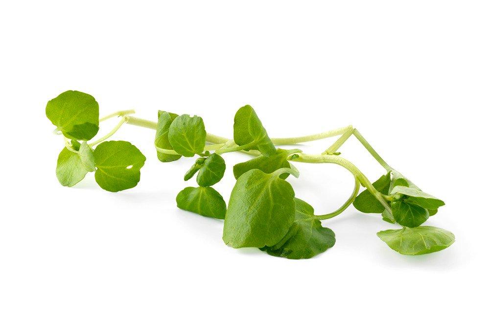 Watercress