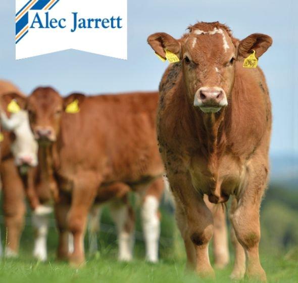 Alec Jarrett Ihsaan Beef