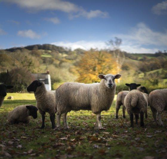 British first sourcing policy