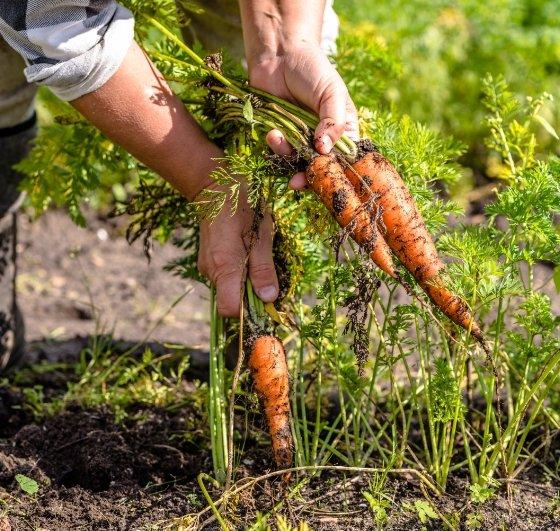 Local & in season