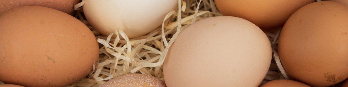Eggsupdatebanner