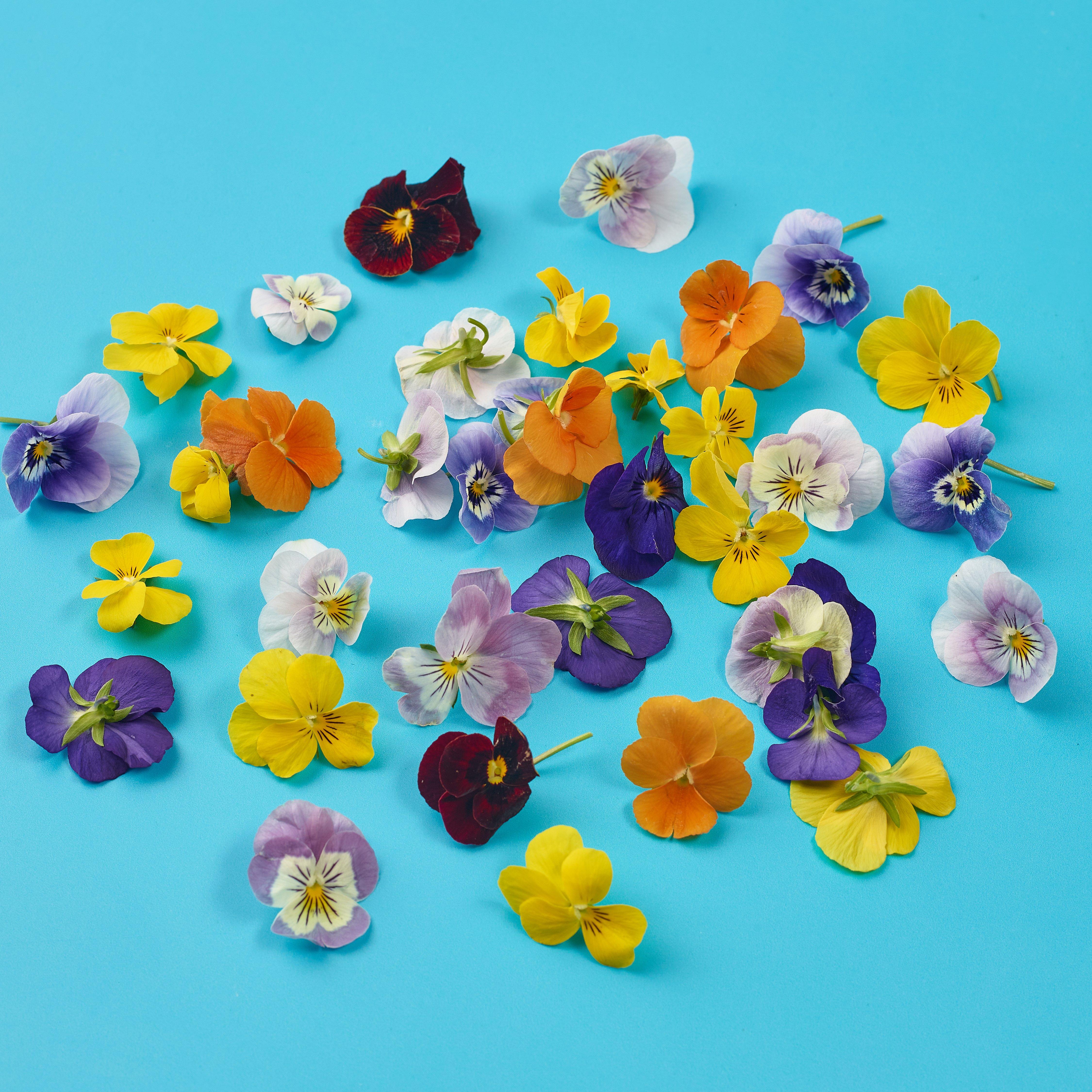 Viola Flowers 