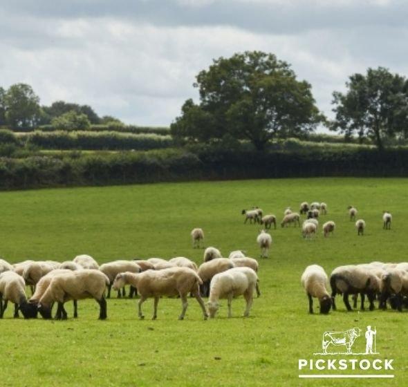 Pickstock