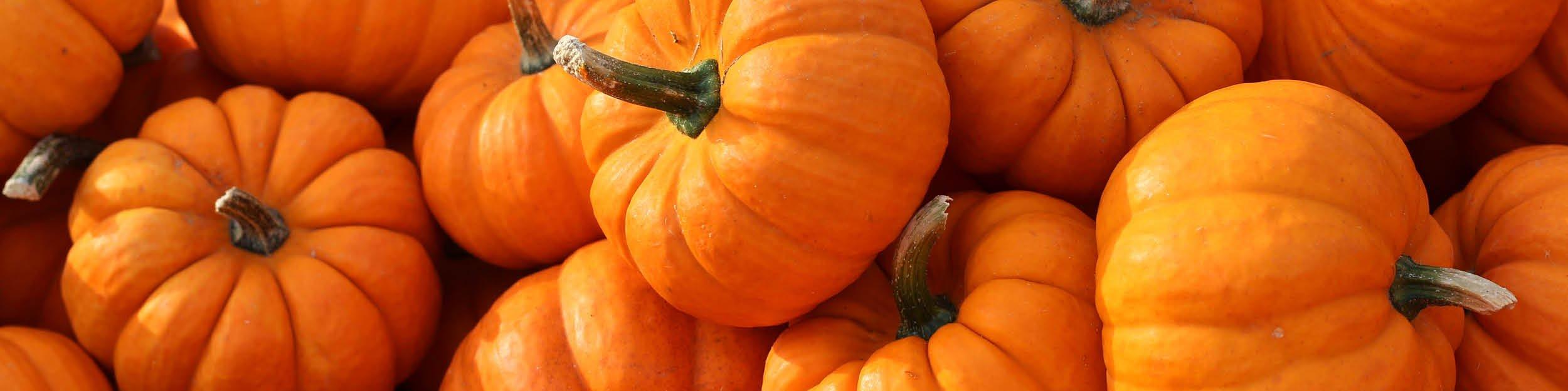 Pumpkin_blog_1200x300_2