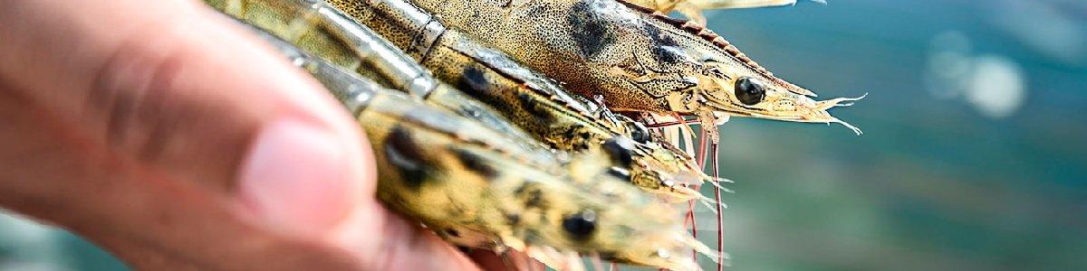 Aquaculture Stewardship Council
