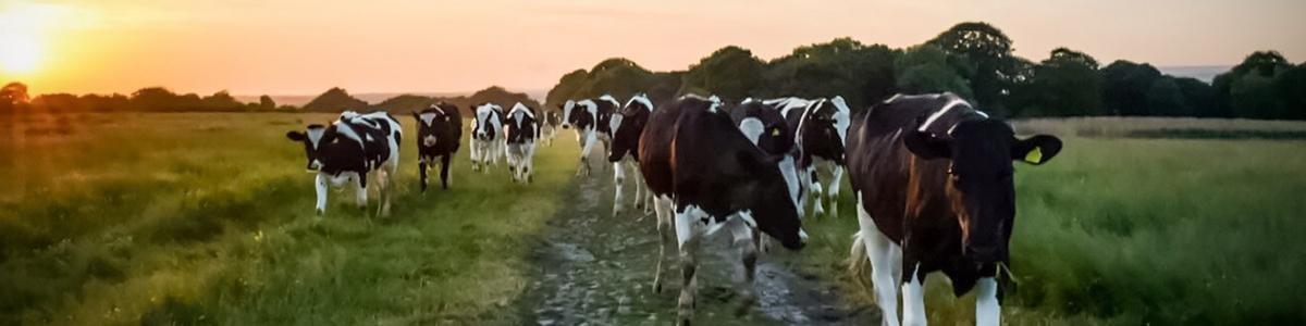 fresh-range-dairy-dairy-header-desktop