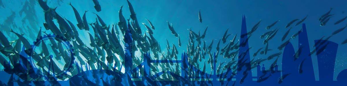 Sustainable Fish Cities