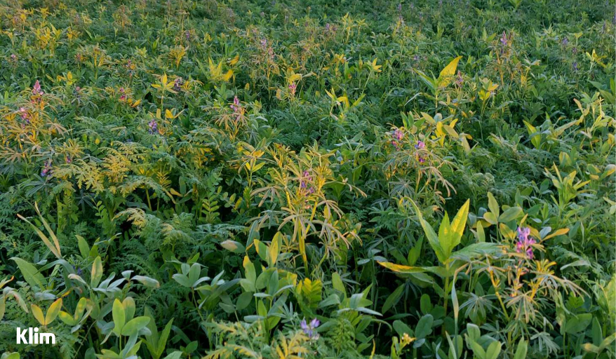 What are flower strips?