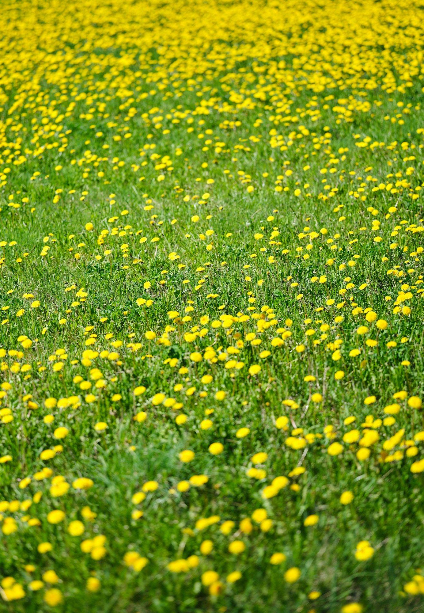 Mångfald & Inkludering