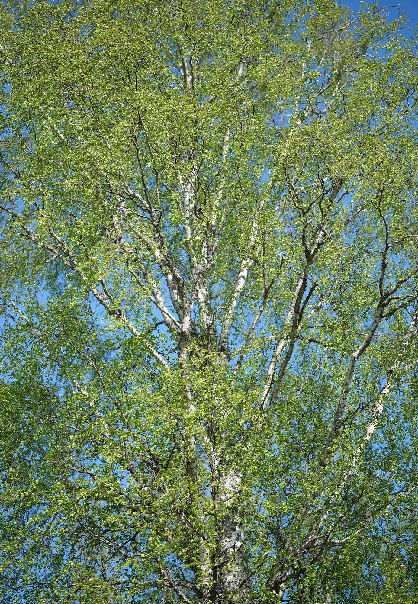 Klimatförändringar och påverkan