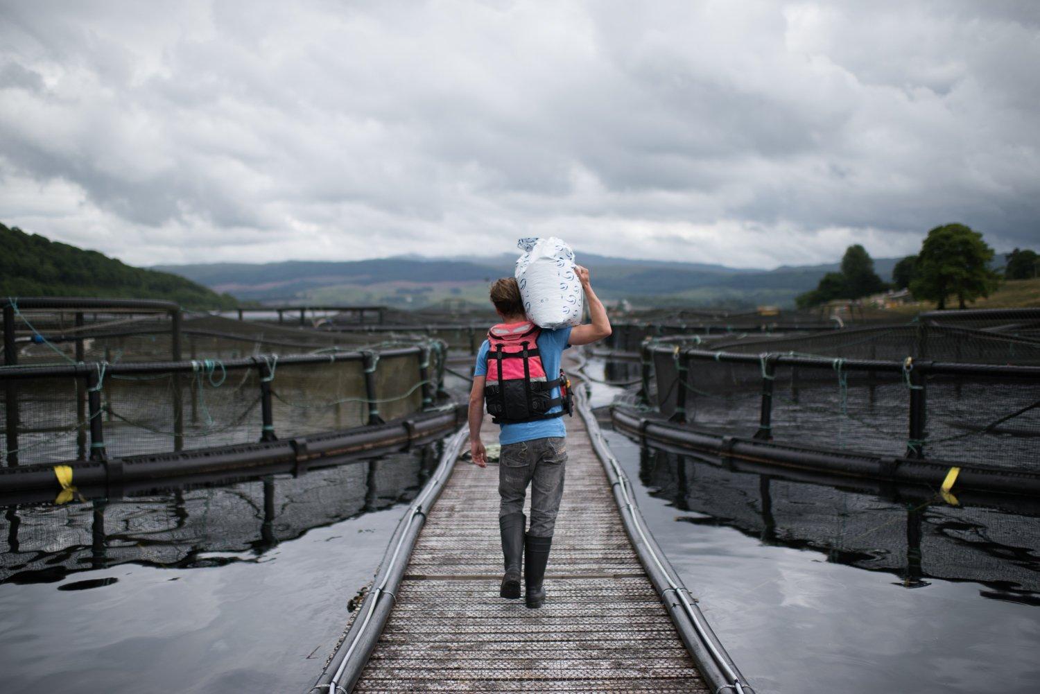 Tri-X Special Feed For Triploid Salmon | BioMar