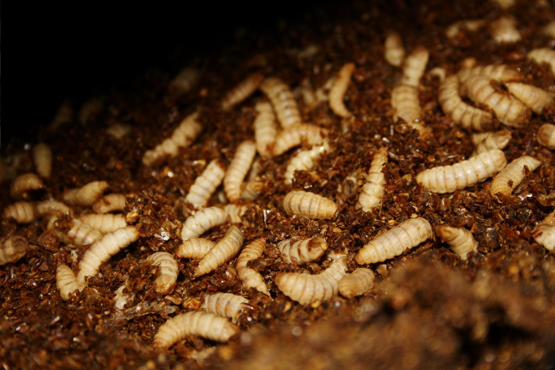 Συνεργασία BioMar και Agronutris για τη δημιουργία της επόμενης γενιάς εντομαλεύρων