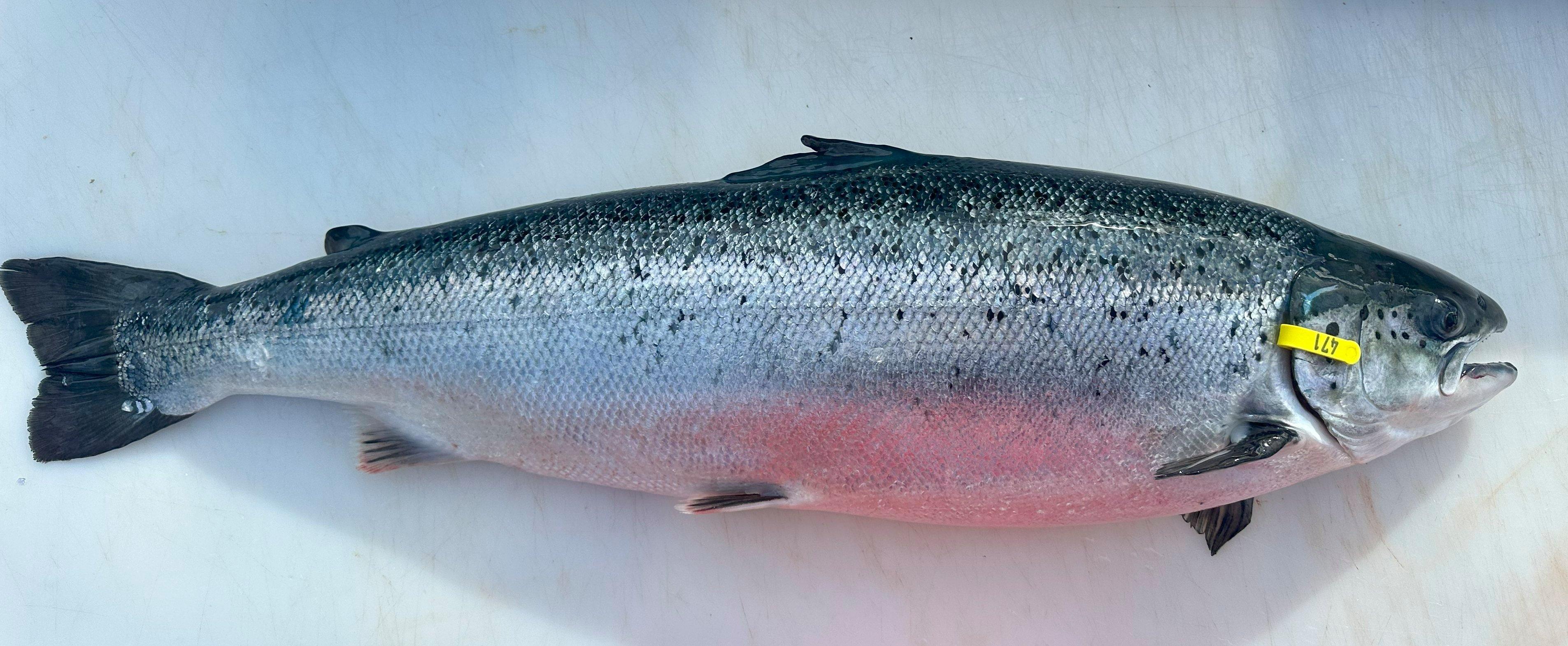 Bilde 2: En av fiskene fra forsøket. Foto: BioMar.