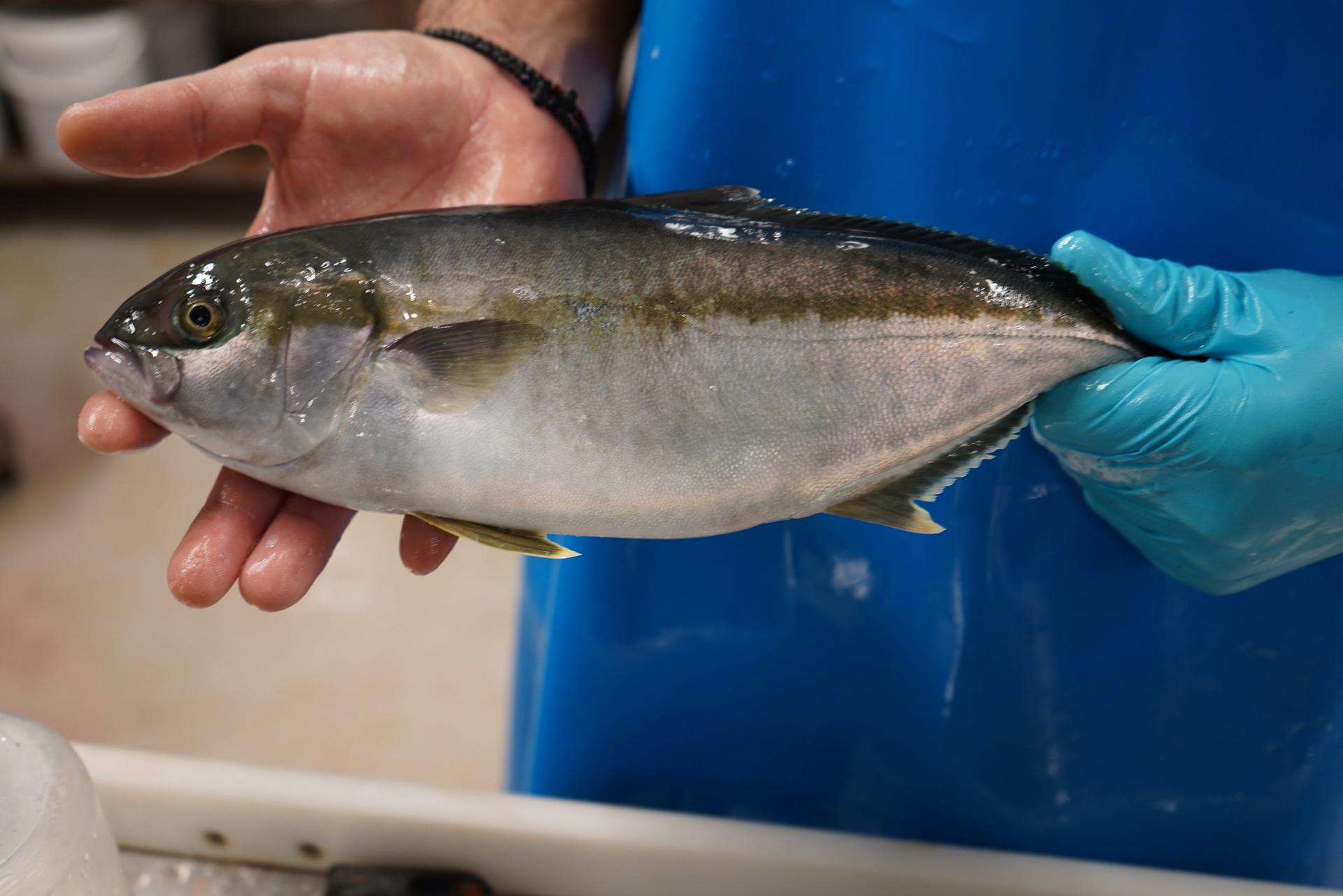 Effect of different crude protein and lipid levels on growth and feed conversion in Yellowtail Kingfish.