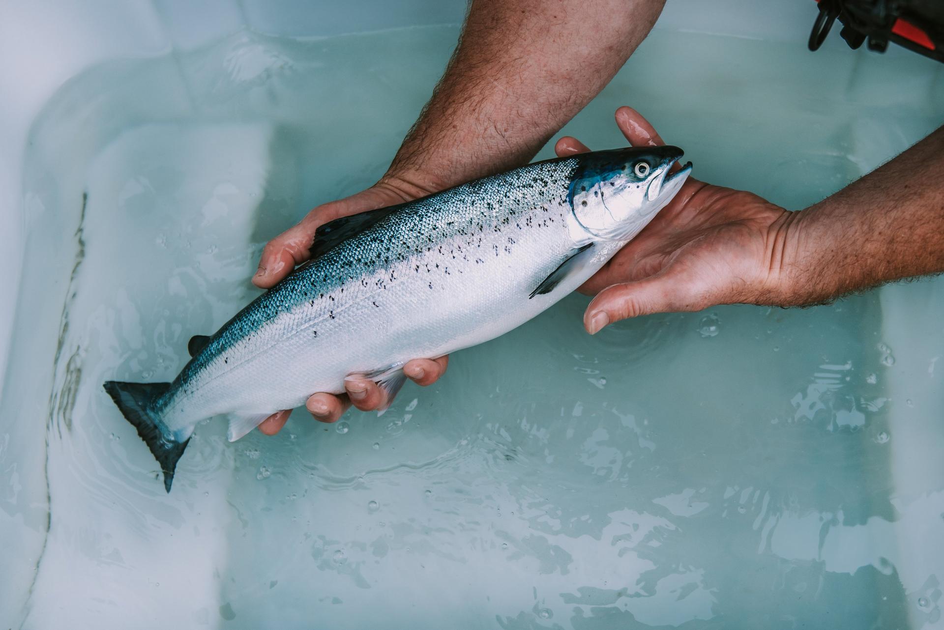 Image of fish being held