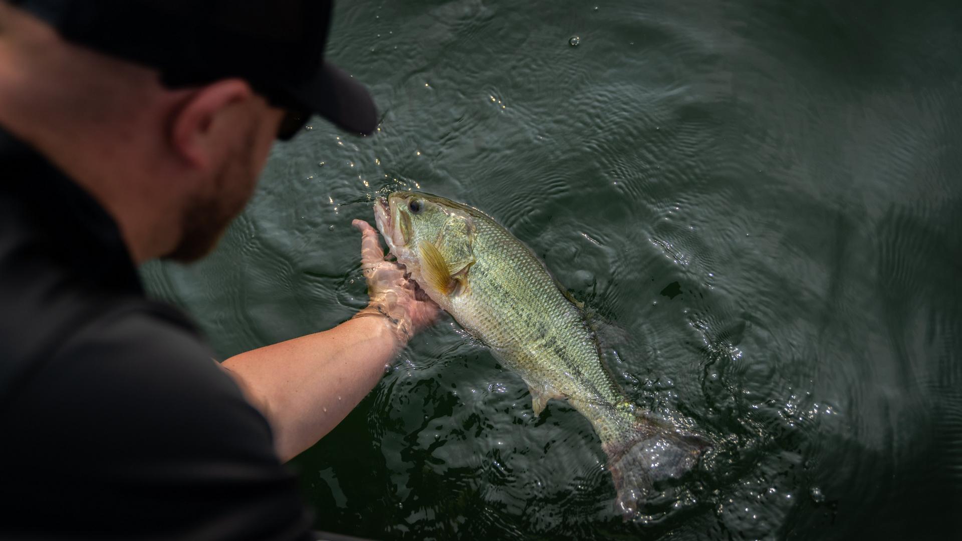 Largemout Bass being held in a pond