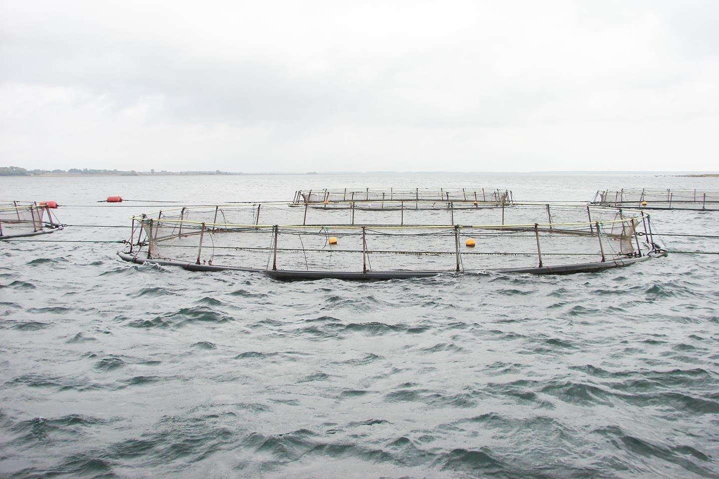 Denmark is a leading hub for sustainable production and innovation