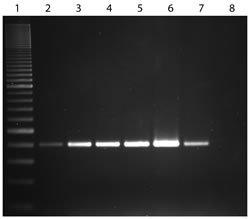 Extracted DNA from Multiple Zebrafish Organs using Quickextract DNA Extraction Solution