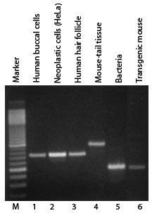 Quickextract DNA Extraction Solution PCR Amplifications