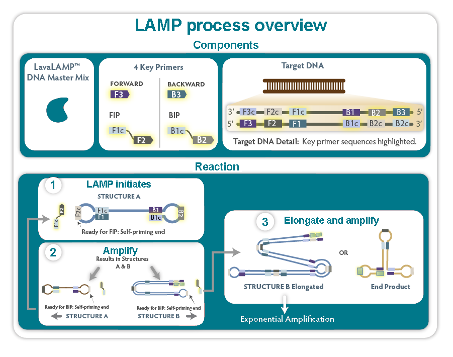 Loop-mediated Amplification Process (LAMP)