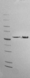 NxGen T4 DNA Ligase Purity