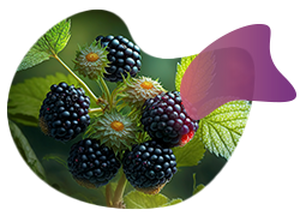 Blackberries representing agricultural NGS